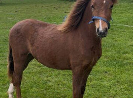 Lovely little section A filly