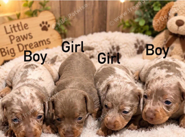 Miniature dachshund