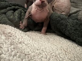 Sphynx kittens for sale