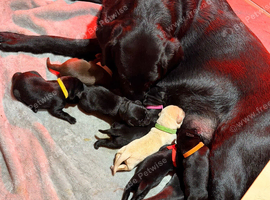 Fantastic Labrador Litter