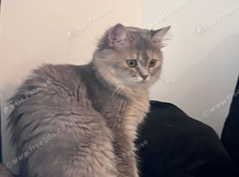 Forever Homes Needed for Two Beautiful Female  Kittens