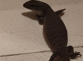 Bosc monitor
