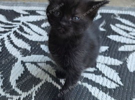 Maine coon cross kittens for sale