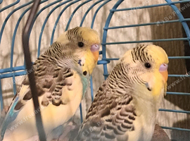 Baby budgies
