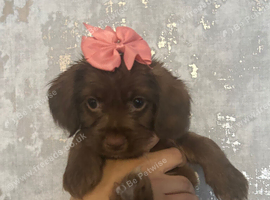 Cookie looking for new home