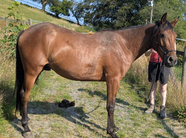 PBA 3yo bay gelding