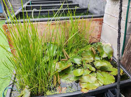 POND LILIES POTTED LARGE READY TO GO + OTHER STUFF