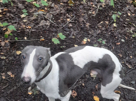 Blue white whippet for stud