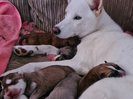 Siberian Husky x Staffy&times;mastiff