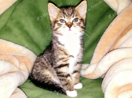 Beautiful girl kitten