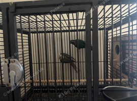 proven conure breeding pair (2025)