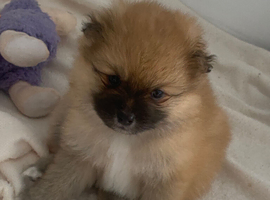Pomeranian