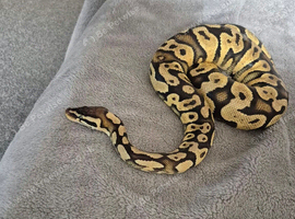 Snake for sale