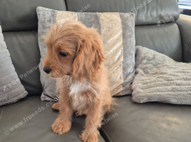 LAST F1 Cavapoo boy - READY NOW