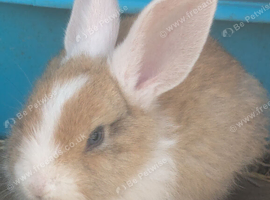 Flemish baby bunnies