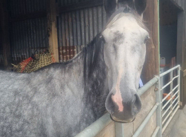Looking for sole use yard for 2-3 horses in crediton