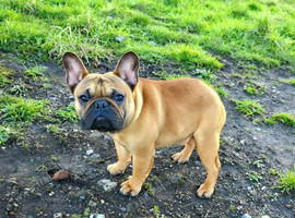 Red Male