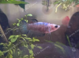 Female betta