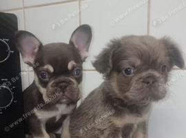 Kc reg French bulldog puppies