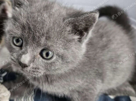 Beautiful British short hair kittens blue