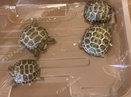 Horsfield baby tortoises for sale