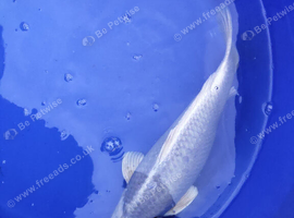 Platinum ogon koi 40cm+