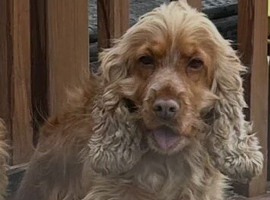 show type cocker spaniel pup !!!  boy READY NOW !!!