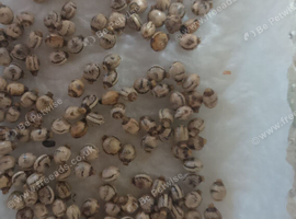 Macleays Stick Insect Eggs That Produce Stunning Green Ones.
