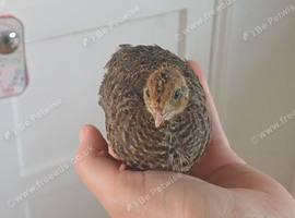 2 unsexed quail