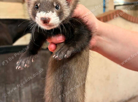 Polecat Hob