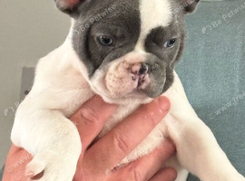 STUNNING PIED FRENCH BULLDOG MALE