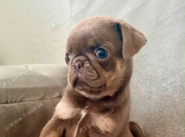 Pug Puppies