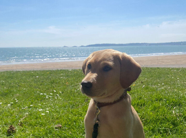 Labrador retriever puppy (male) for sale