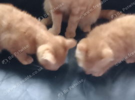 Kittens