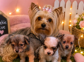 Yorkie puppies