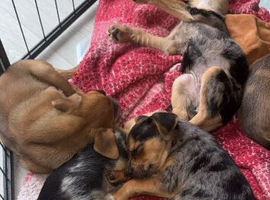 Jack Russell x Yorkshire terrier puppies for sale