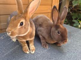 Mini rex boys