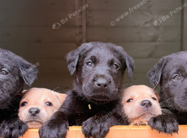 Gorgeous LABRADOR Puppies
