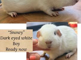 Baby boy Guineapigs available