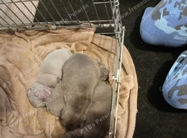 Puppies for sale