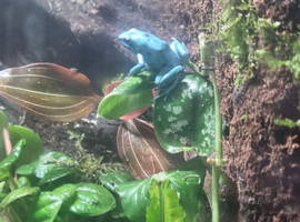 Auratus microspot dart frogs