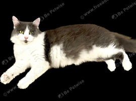A stunning and very friendly Ragamuffin cat