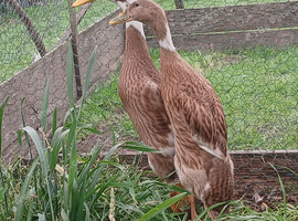 Runner Ducklings