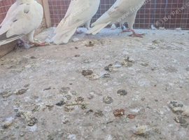 Raceing pigeons