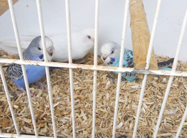 Budgies for sale.....2 boys and 1 girl (the white one is the girl)