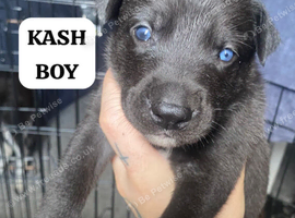 PRESKY PUPPIES FOR SALE (SIBERIAN HUSKY x PRESA CANARIO)