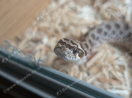 Female western Hognose - wild type - 1year old