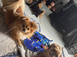 6 rare mixed small breed adorable puppies