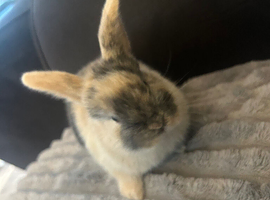 1 boy bunnie left