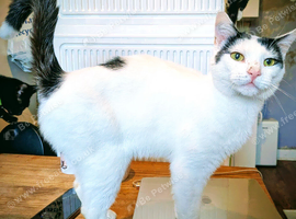 Oreo is looking for a loving, one-cat home